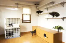 ペットと暮らしやすい家へ