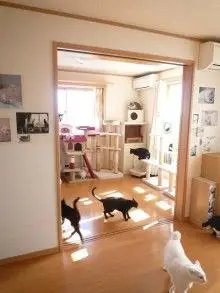 猫ひっかき防止に配慮した内装クロス