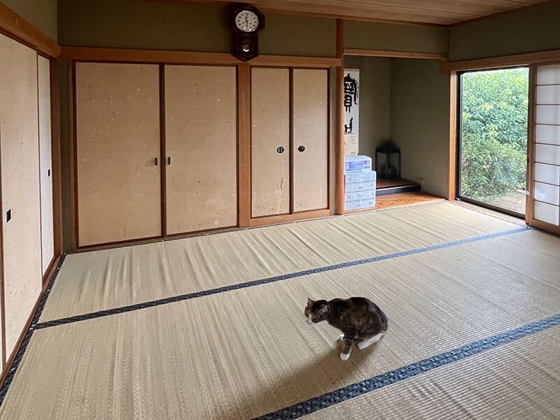 猫ちゃんと一緒に、ゆったり夫婦時間