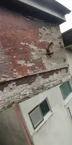 軒天の修繕