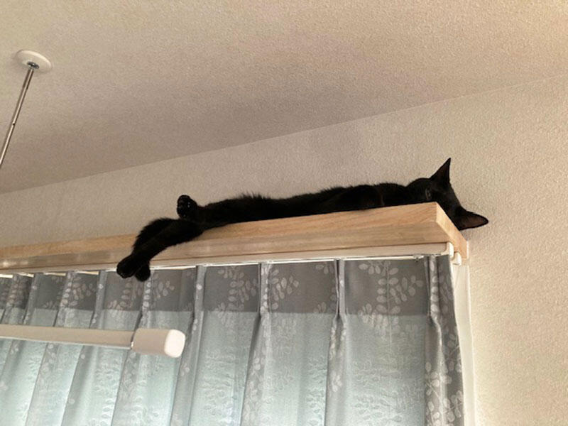 ねことくつろぐ、小さなヌックが心地よい家