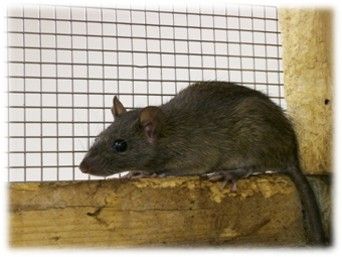 ネズミ防除