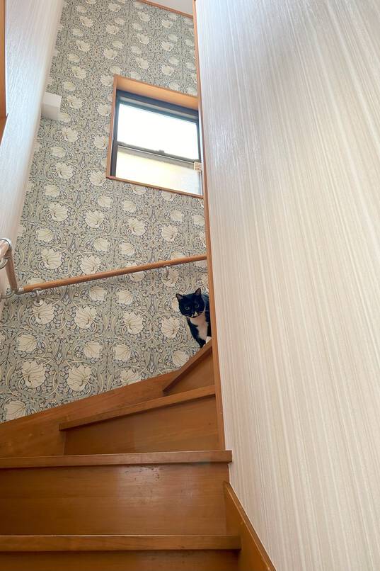 ネコちゃんと暮らす住まい