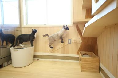 保護猫が安心して暮らせる部屋を消臭