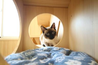 保護猫が安心して暮らせる部屋を消臭