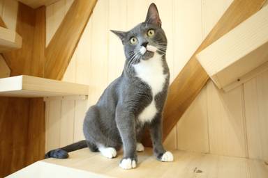 保護猫が安心して暮らせる部屋を消臭