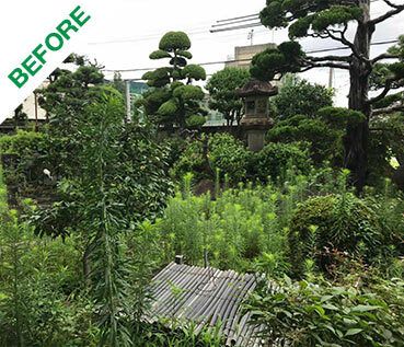 雑草を剪除し日本庭園の美しさを取り戻す剪定