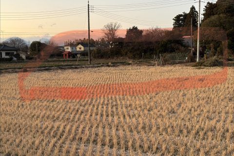 広大な敷地の竹林・樹木伐採と草刈り工事