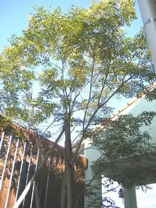 心安らぐデンタルクリニックの小さな庭のリフォーム事例