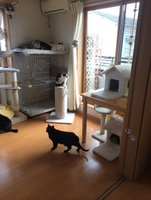 隔離が必要な猫ちゃんも一緒に過ごせるニャンハウス