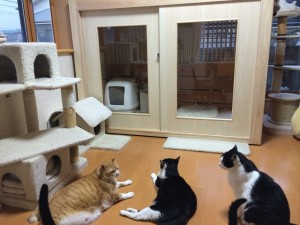 隔離が必要な猫ちゃんも一緒に過ごせるニャンハウス