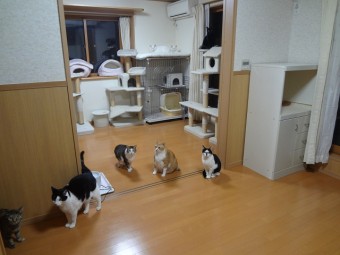 猫ひっかき防止に配慮した内装クロス