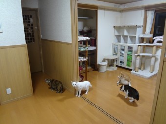 猫ひっかき防止に配慮した内装クロス