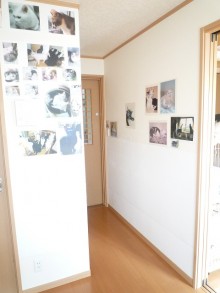 猫ひっかき防止に配慮した内装クロス