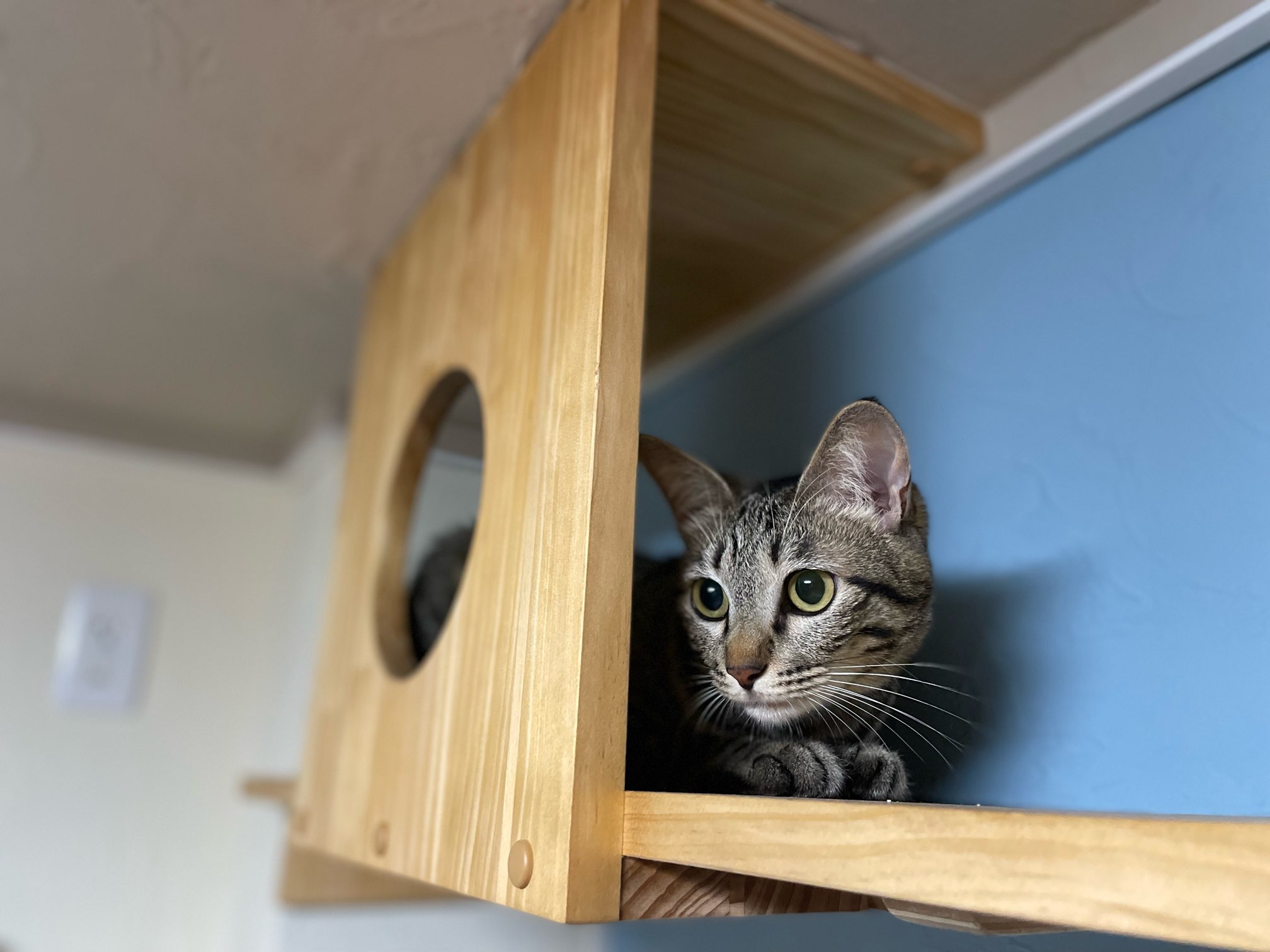 猫にとって気持ちが良いリビング空間に施工