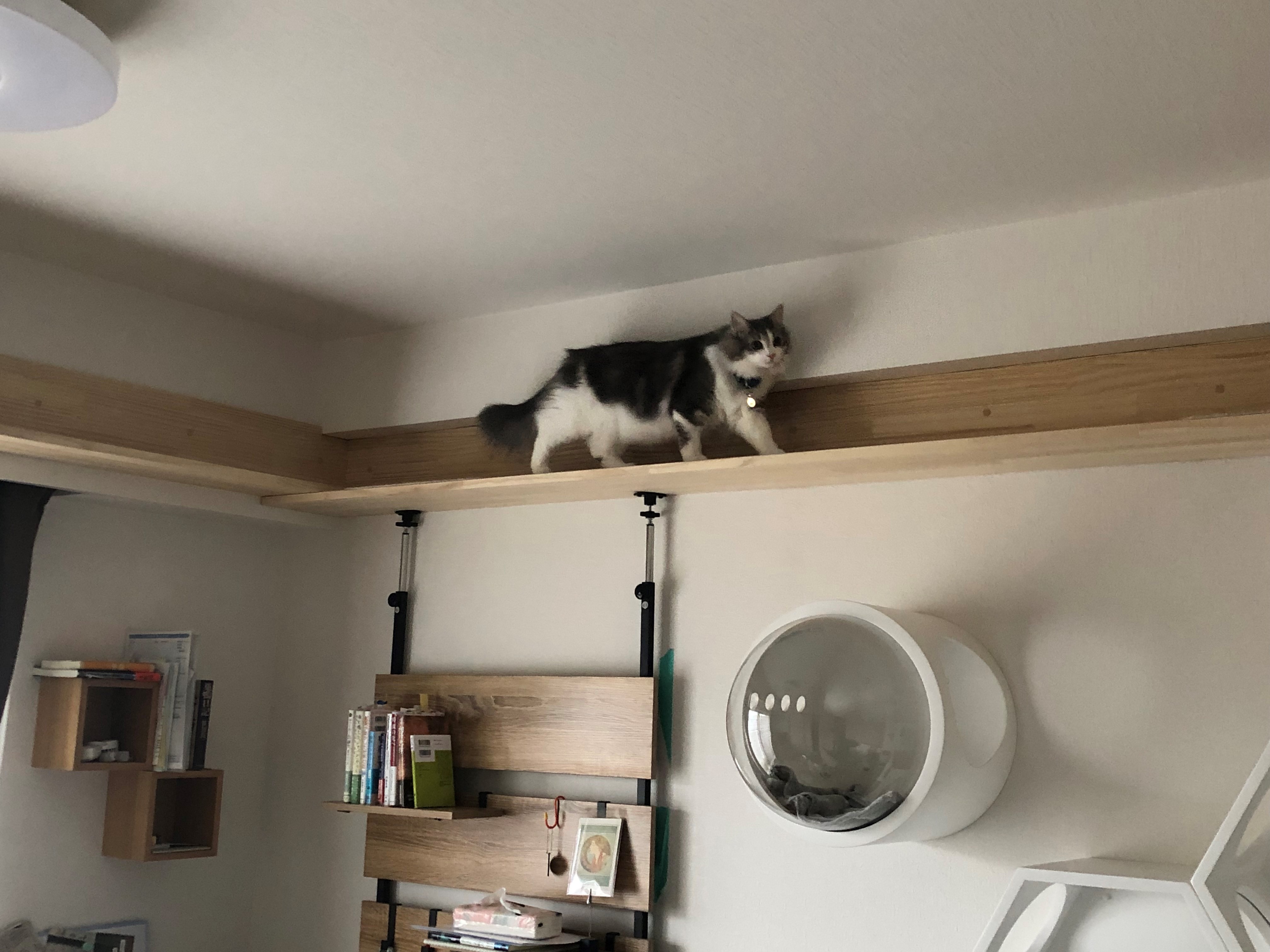 キャットウォーク