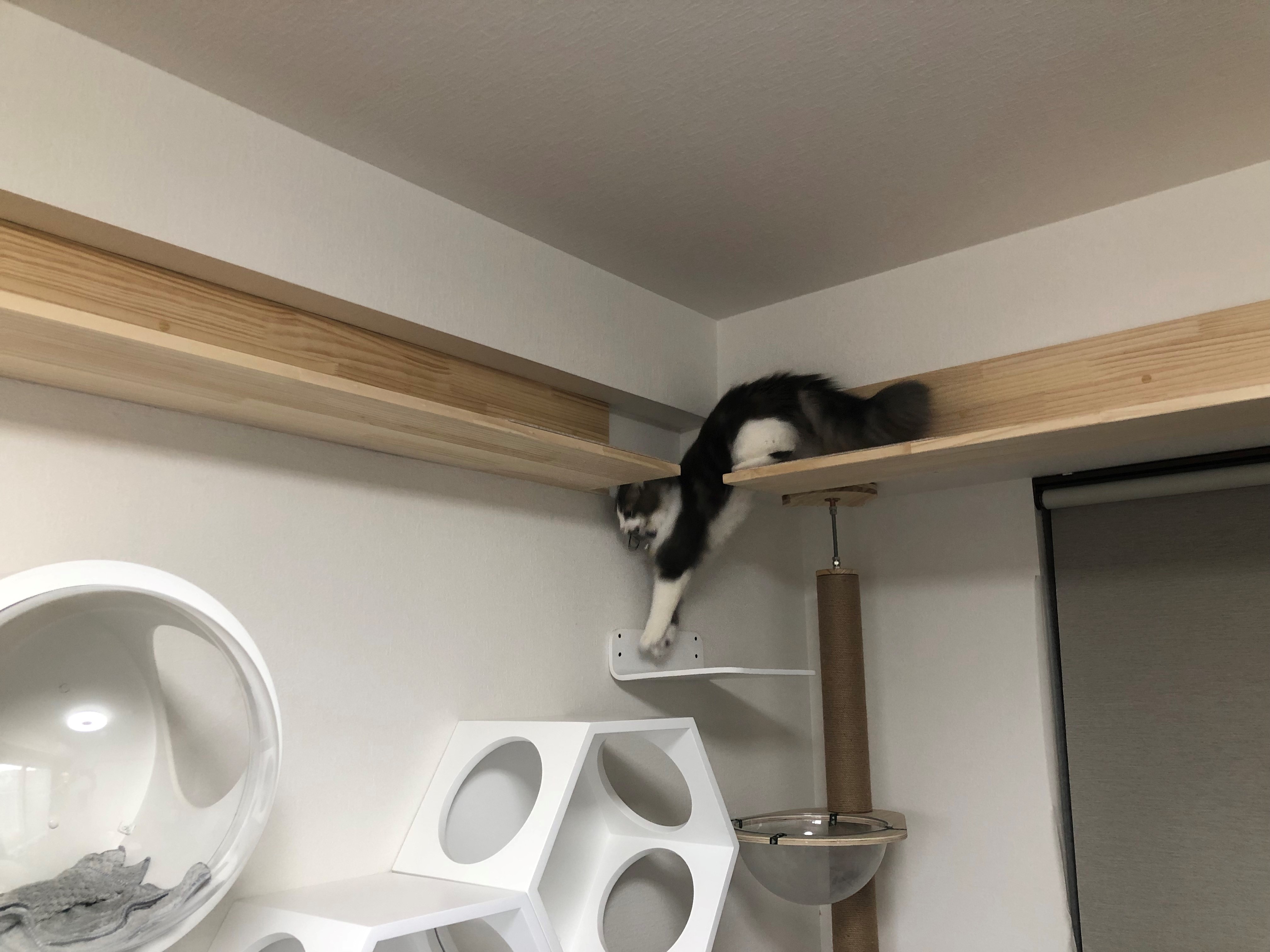 キャットウォーク