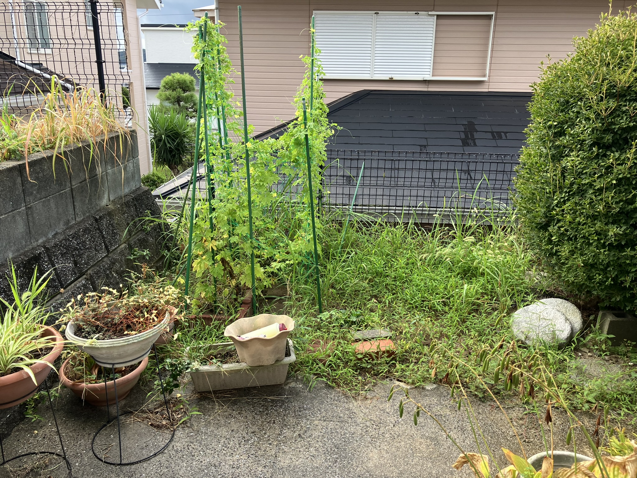 【一戸建てお庭の雑草草むしり、スッキリお庭】