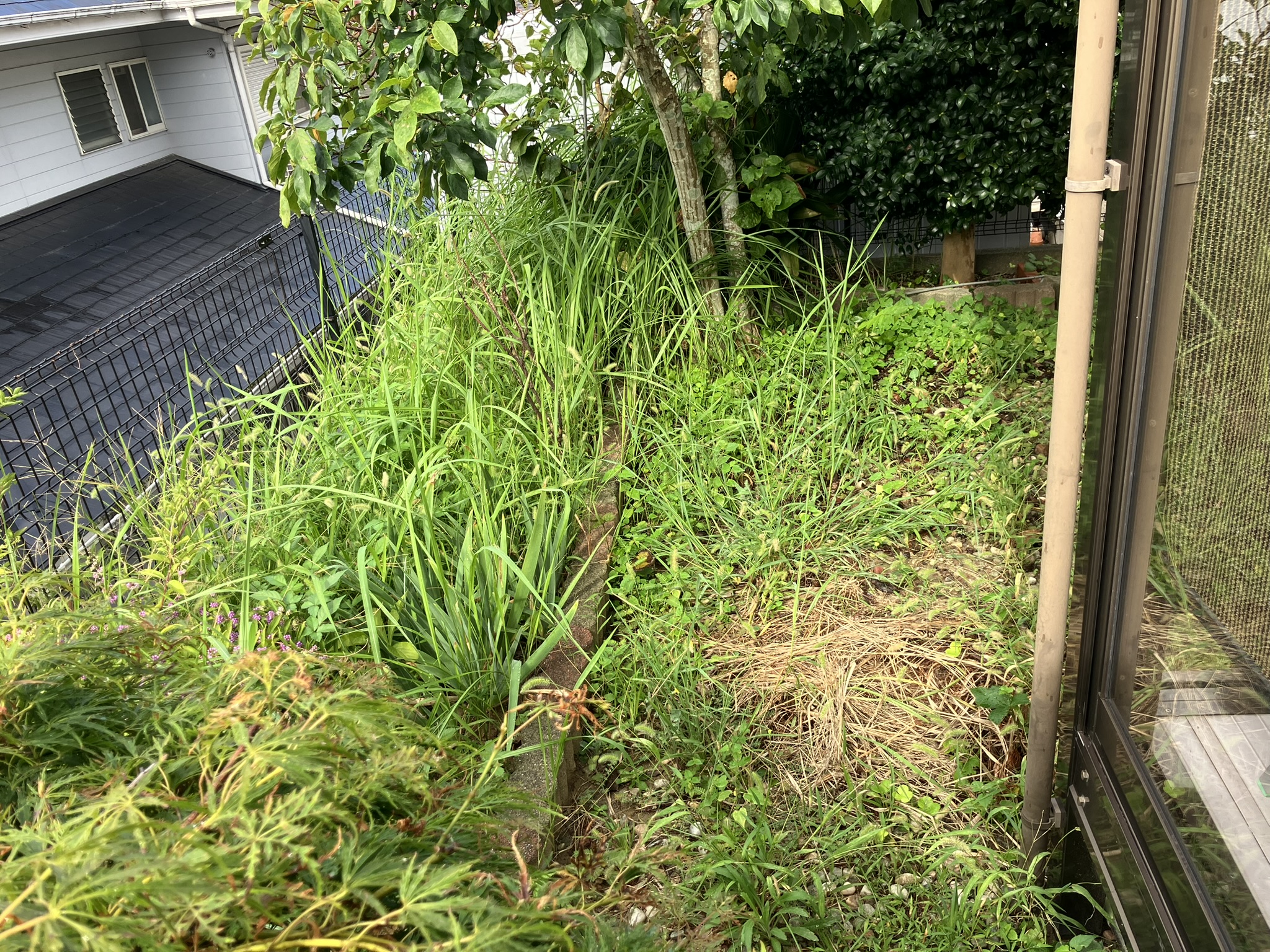 【一戸建てお庭の雑草草むしり、スッキリお庭】