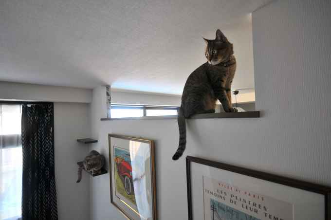 愛猫が駆け回る回遊動線の家